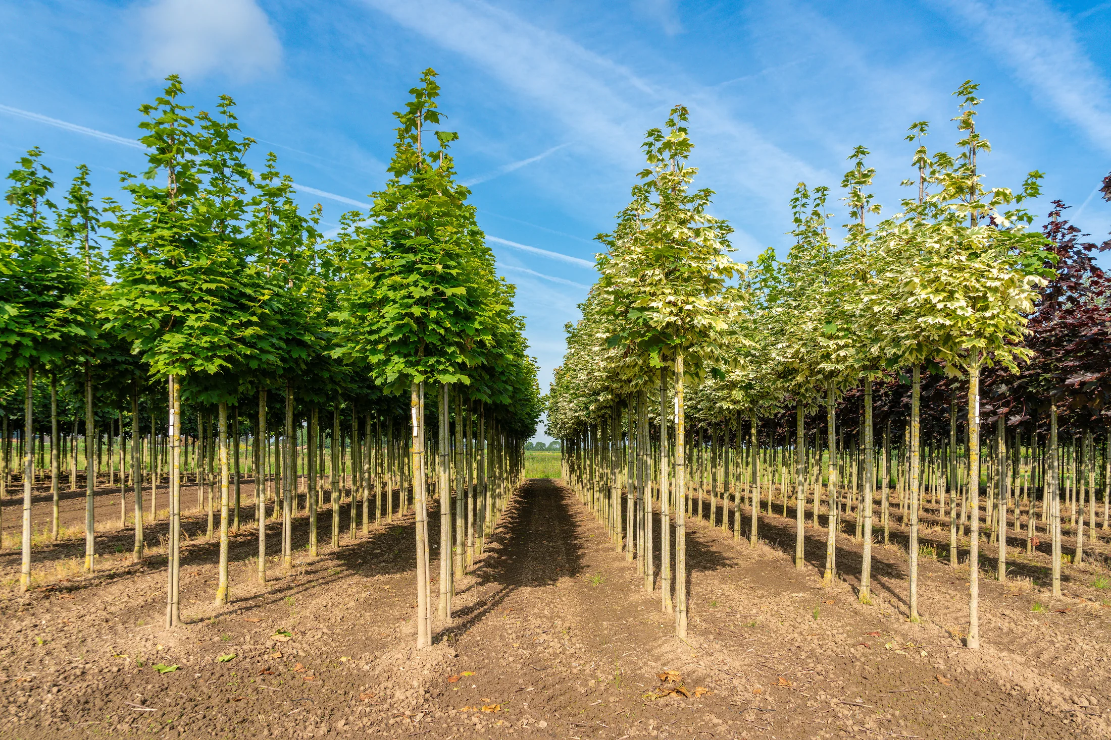 Laanbomen op de kwekerij